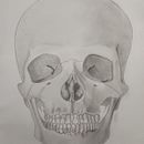Caveira. Projekt z dziedziny  R, sunek, R, sunek anatomiczn, R, sunek ołówkiem, R, sunek realist, czn i  Sztuki piękne użytkownika Leonardo Santiago Meyer - 16.03.2025