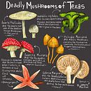 Deadly Mushrooms of Texas. Un projet de Dessin, Lettering manuel, Illustration traditionnelle, Lettering , et Narration de Jeremy Ross - 19.03.2025