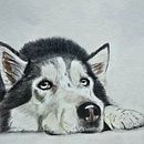 Mi primer retrato: Aslan en lápices de colores. Un progetto di Illustrazione tradizionale e Illustrazione naturalistica di Johana Muñoz - 21.03.2025