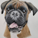 Boxer Beauty. Un progetto di Illustrazione tradizionale e Illustrazione naturalistica di hanny02 - 22.03.2025