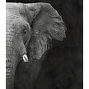 Majestic. Realistic Drawing, Drawing, and Pencil Drawing project by Alan Byrom - 03.28.2025