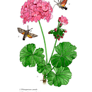 Illustration botanique « Pélargonium et Sphinx colibri ». Un projet de Illustration traditionnelle, Peinture, Aquarelle, Postproduction photographique et Illustration botanique de Kati Preuß - 29.03.2025