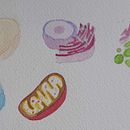 Partes de la célula. Projekt z dziedziny Malowanie akwarelą użytkownika Daniela Castellanos - 31.03.2025