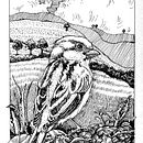 "Sparrow in landscape". Dip Pen and Ink Illustration Ein Projekt aus dem Bereich Artistische Zeichnung, Zeichnung, Illustration mit Tinte, Naturalistische Illustration, Sketchbook und Skizzenentwurf von Karina Mosegård - 02.04.2025