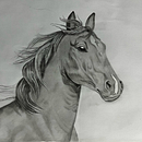 Caballo Grafito . Desen, Arte plastice, Ilustrație naturalistă, Desen în creion și Desen realist de Moraima Amestica Nahuel - 04.09.2025