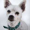 Retrato al lápiz de mascota . % Lucila Obholz tarafından hazırlanan Geleneksel illüstras, on, Çizim, Ve Güzel sanatlar projesi - 04.21.2025