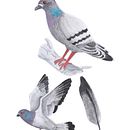 Mi proyecto del curso: Ilustración científica de animales en acuarela. Un proyecto de Dibujo, Ilustración tradicional, Ilustración naturalista				 y Pintura a la acuarela de Daniel Pinchete Nebreda - 24.04.2025