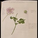 Botanical Watercolour Sketchbook - Sarah Jane Woodruff . % sjwsarahjane tarafından hazırlanan Geleneksel illüstras, on, Sulubo, a Resim, Botanik İllüstras, on, Ve Eskiz defteri projesi - 05.03.2025