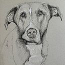 Jack Portrait in Pen & Ink. Desenho, Desenho de retrato e Ilustração com tinta projeto de Tara Gannon - 09.05.2025