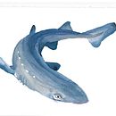 Spiny Dogfish. Un progetto di Illustrazione tradizionale, Illustrazione naturalistica, Pittura e Pittura ad acquerello di lama07 - 09.05.2025