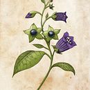 Final Project: Belladonna. Een project van Digitale illustratie,  Digitaal schilderij,  Tekening, Traditionele illustratie, Naturalistische illustratie y Realistische tekening van Nicola McIntosh - 13.05.2025