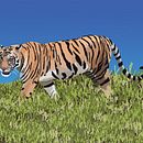 Tiger Illustration. Un proyecto de Ilustración digital, Dibujo, Artesanía y Diseño gráfico de Ethan Manges - 14.05.2025