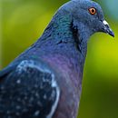 El gran Palomo. Photographic Composition, Photograph, Documentar, Photograph, Outdoor Photograph & Instagram Photograph project by Juan Trujeque - 05.19.2025