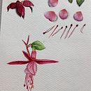 Dibujo Pendientes de la Reina. Een project van  Beeldende kunst,  Tekening, Traditionele illustratie, Schilderij, Aquarelschilderen y  Botanische illustratie van Jennifer CF - 22.05.2025