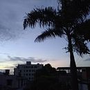 “Raíces Invisibles” – Un viaje íntimo entre flores, identidad y memoria. Writing project by Yoleida Sánchez - 05.23.2025