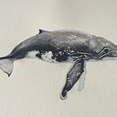 Whale illustrations . % susannahrthompson tarafından hazırlanan Doğalcı İllüstras, on, Tablo, Sulubo, a Resim, Ve Güzel sanatlar projesi - 06.02.2025