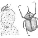 Lámina entomológica de Golofa pizarro  . Ilustrație naturalistă și Desen de Nelli Ponikenusz - 06.12.2025