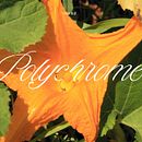 Polychrome. Un proyecto de Fotografía y Diseño de Bàrbara Dorne - 16.06.2025