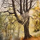 Late afternoon sunshine in Autumn in Scottish woodlands Ein Projekt aus dem Bereich Malerei und Aquarellmalerei von Amanda Heenan - 17.06.2025