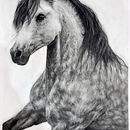 Wild Heart. Un proyecto de Dibujo, Bellas Artes, Ilustración naturalista				, Dibujo a lápiz y Dibujo realista de Michelle Esterhuizen - 22.06.2025