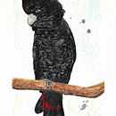 Australian Birds in Watercolour. Un projet de Illustration traditionnelle, Illustration naturaliste , et Aquarelle de Reg Watson - 23.06.2025