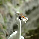 Reigersoog. Een project van Fotografie, Instagram y Fotografie voor Instagram van Daniel Banda - 23.06.2025