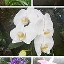 Entre Orquideas y Colibríes: Colombia en flor. Ilustração botânica, Ilustração digital, Ilustração tradicional, Ilustração com tinta, Ilustração naturalista, Pintura, e Pintura em aquarela projeto de LINA MARCELA SANCHEZ VASQUEZ - 27.06.2025