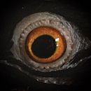 Cher Ami, oiseau-soleil. Un progetto di Scrittura di dom_tilly - 02.07.2025