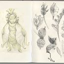 whimsical creatures. Desenho, Ilustração naturalista, Desenho a lápis, Sketchbook, e Pintura em aquarela projeto de elliot_13 - 02.07.2025