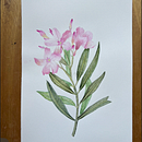 Oleander, mushroom and hydrangea Ein Projekt aus dem Bereich Bildende Künste, Malerei, Aquarellmalerei und Botanische Illustration von alelagunes - 03.07.2025