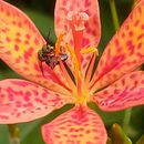Small Pollinators. Un proyecto de Fotografía de Joshua Bell - 16.07.2025