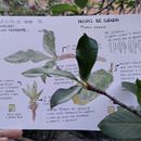 Cuaderno de Naturaleza. Traditional illustration, Watercolor Painting, Botanical Illustration, and Sketchbook project by Ana Melissa Miranda Justiniano - 07.18.2025