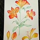 Meu projeto "Aquarela botânica: ilustre a anatomia das flores". Un projet de Beaux Arts, Dessin, Illustration traditionnelle, Illustration botanique, Peinture , et Aquarelle de Deb - 20.07.2025