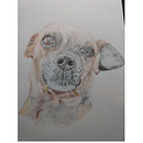 Pintura en lápices de colores, retrato de mi mascota. Un progetto di Illustrazione tradizionale e Illustrazione naturalistica di claudiapatriciaperez23 - 24.07.2025