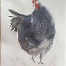 Retratos expresivos de animales en acuarela. Projekt z dziedziny R, sunek realist, czn, Trad, c, jna ilustracja, Ilustracja naturalist, czna i Malowanie akwarelą użytkownika Beatriz Fid - 25.07.2025