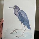 De boa na lagoa. Projekt z dziedziny R, sunek realist, czn, Trad, c, jna ilustracja, Malowanie akwarelą, Ilustracja naturalist i czna użytkownika Viviane Filgueiras - 26.07.2025