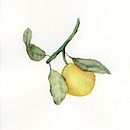 Frutas e Aquarela. Un proyecto de Pintura de Eliene - 04.08.2025