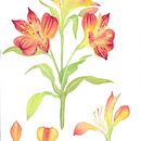 Progetto Finale Ein Projekt aus dem Bereich Zeichnung, Traditionelle Illustration, Botanische Illustration, Malerei und Aquarellmalerei von martina_salvadori90 - 06.08.2025