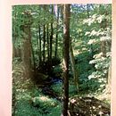 El Bosque (Fanzine) y Pétalos Rojos (tríptico). Projekt z dziedziny Kreat, wność, Narracja, Stor, telling, Pisanie, Kreat i wne pisanie użytkownika Paula M. Lira Eyzaguirre - 18.08.2025