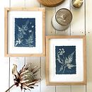 Cyanotypes Framed in Alder Wood with Float Mount and Custom Mat. Arts, and Crafts project by Anna Jane - 08.19.2025