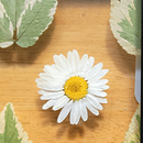Congelando la primavera.... Un projet de Artisanat, Beaux Arts, Collage, DIY , et Art floral et végétal de Cristal Moreno Polanco - 21.08.2025