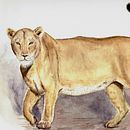 Acuarela naturalista de leona. Un progetto di Disegno realistico, Illustrazione tradizionale, Illustrazione naturalistica e Pittura ad acquerello di boozmedina - 21.08.2025