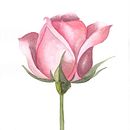 Rosa. Un projet de Illustration traditionnelle , et Dessin de Maricarmen Santiago - 01.09.2025
