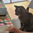 A chamada. Escrita projeto de Alejandro Torres - 01.09.2025