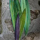Leaves in nature .... . Een project van  Botanische illustratie,  Ontwerp,  Beeldende kunst, Traditionele illustratie, Schilderij y Aquarelschilderen van Nida Abu Rumman - 03.09.2025