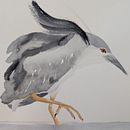 Martinete común . Ilustrație tradițională, Ilustrație naturalistă și Pictură în acuarelă de juakicc_84 - 09.14.2025