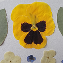 Colección de pensamientos.... Arts, Crafts, Collage, DIY, Fine Arts, Floral, and Plant Design project by Cristal Moreno Polanco - 09.17.2025