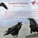 Le grand corbeau : infographie . Desen realist, Ilustrație tradițională, Ilustrație digitală & Ilustrație naturalistă de p_m_guinchard - 10.13.2025