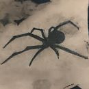 Araña negra tattoo. Een project van  Tatoeageontwerp van jeffersoncarreno19 - 23.10.2025