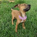 Amar no es suficiente: la verdadera responsabilidad detrás del cuidado de una mascota. Un proyecto de Fotografía documental de Luisa fernanda Bonilla vargas - 04.11.2025